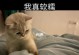 软软猫咪合成攻略——打造最强可爱萌宠（拥抱软软猫咪世界，合成出你的专属宠物小伙伴！）