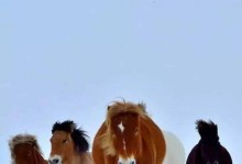 《雪原骑士出装手机版攻略》（掌握最强出装方案，成为无敌雪原骑士！）